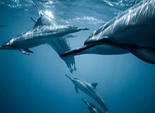 im电竞官网：点亮你的电竞之路，打造专属娱乐新生态